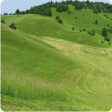 Travinja