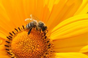 Varovanje čebel: pravilna raba fitofarmacevtskih sredstev 