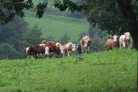 36121367_836768459856990_7745033195376082944_o